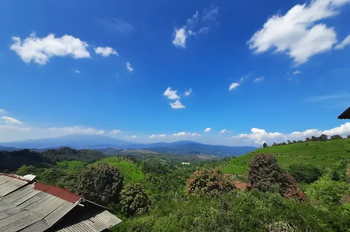 Cipasung Tea Plantation, Natural Tourism with an Exciting Tea Walk Experience in Majalengka