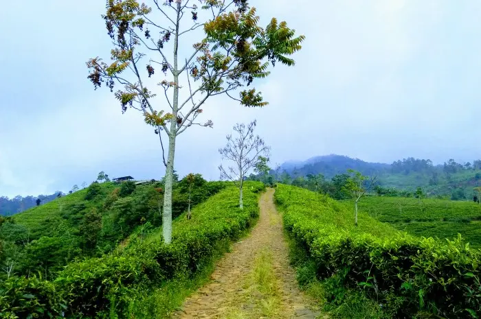 Route and Location of Cipasung Tea Plantation