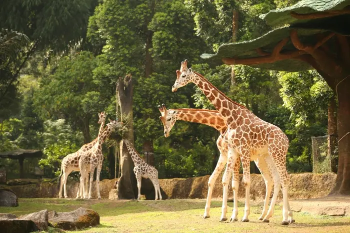 Bogor Safari Park